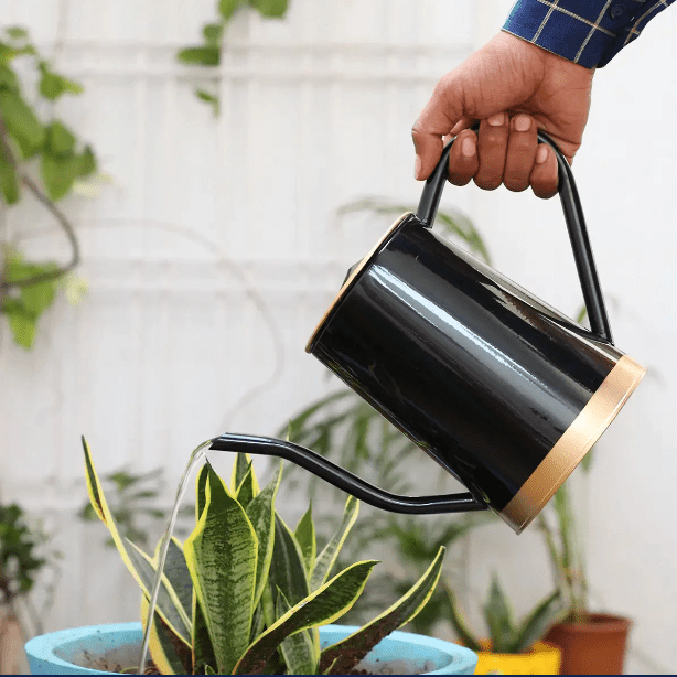 Adore Metal Watering Can [Curved beak] - Adore & Décor